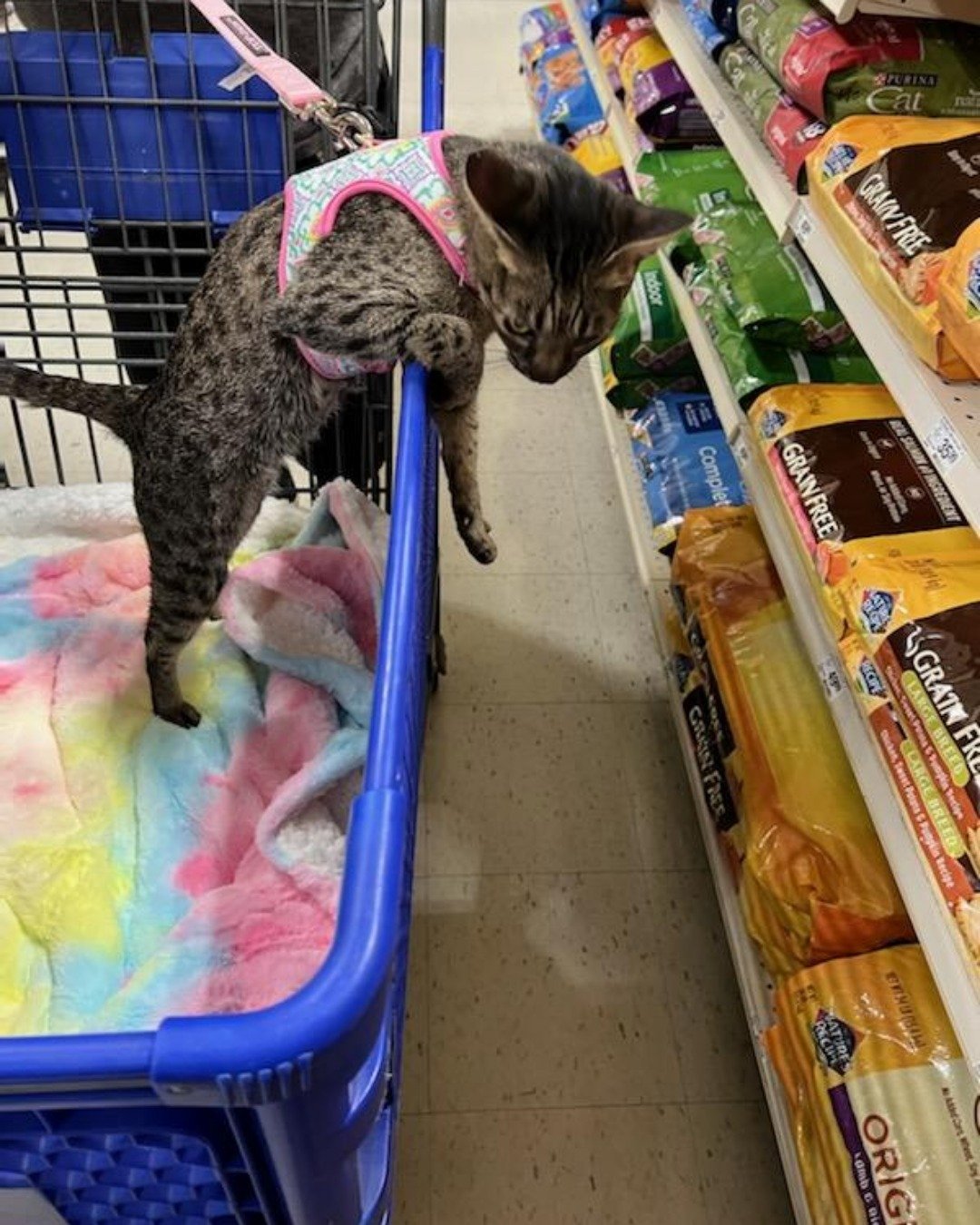 Mona the Savannah. Cat