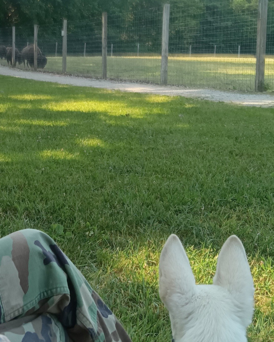 Elton John the German Shepard and Siberian Husky mix. Grass, Plant, Backyard, Nature, Outdoors, Yard