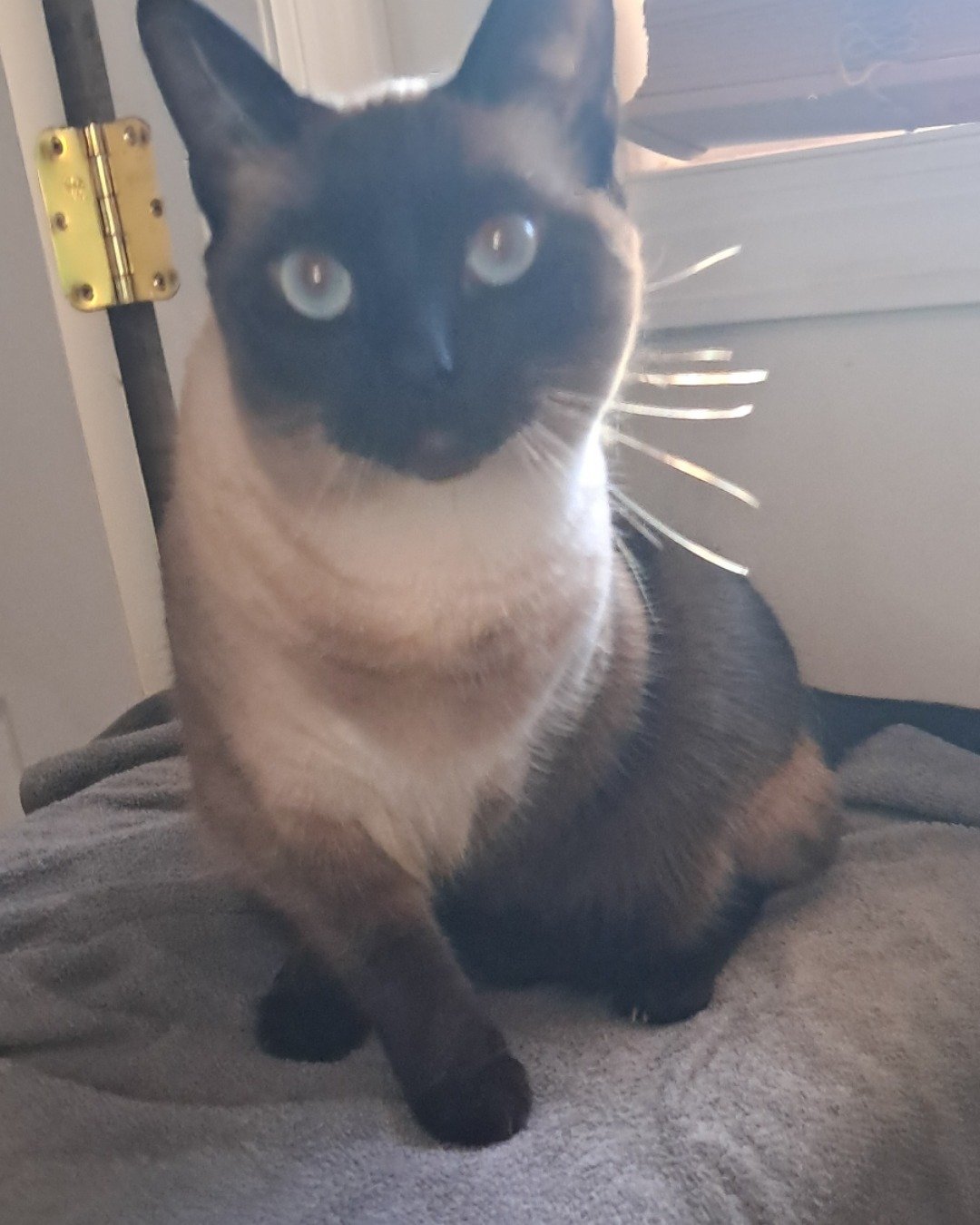 Luna🌙💫 (twin of Stella) the Siamese. Cat, Siamese