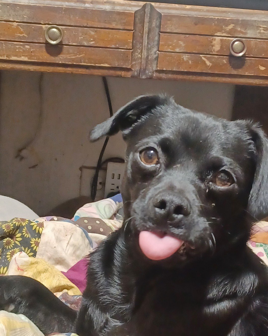 aveil and Neriah the pugzu. Dog, Puppy, Furniture, Drawer
