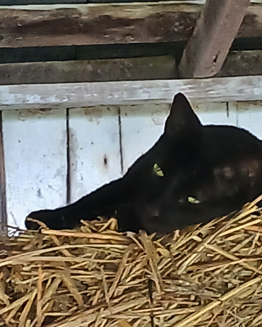 ali the black cat. Cat, Black Cat, Bear