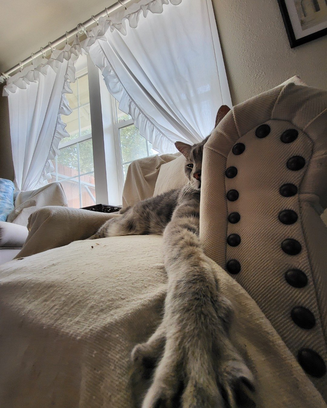 Jack the Tabby. Couch, Furniture, Indoors, Interior Design, Bed, Bedroom