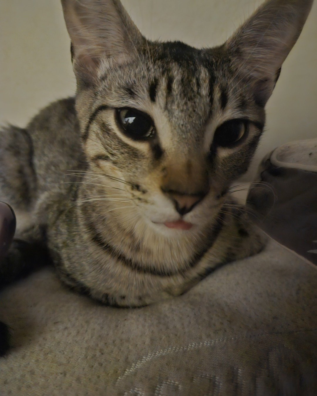 Milo. Abyssinian, Cat