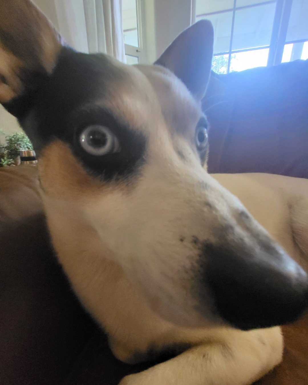 Billy the 1/4 Chihuahua 3/4 Queensland healer. Dog, Puppy, Husky, Hound, Indoors, Interior Design