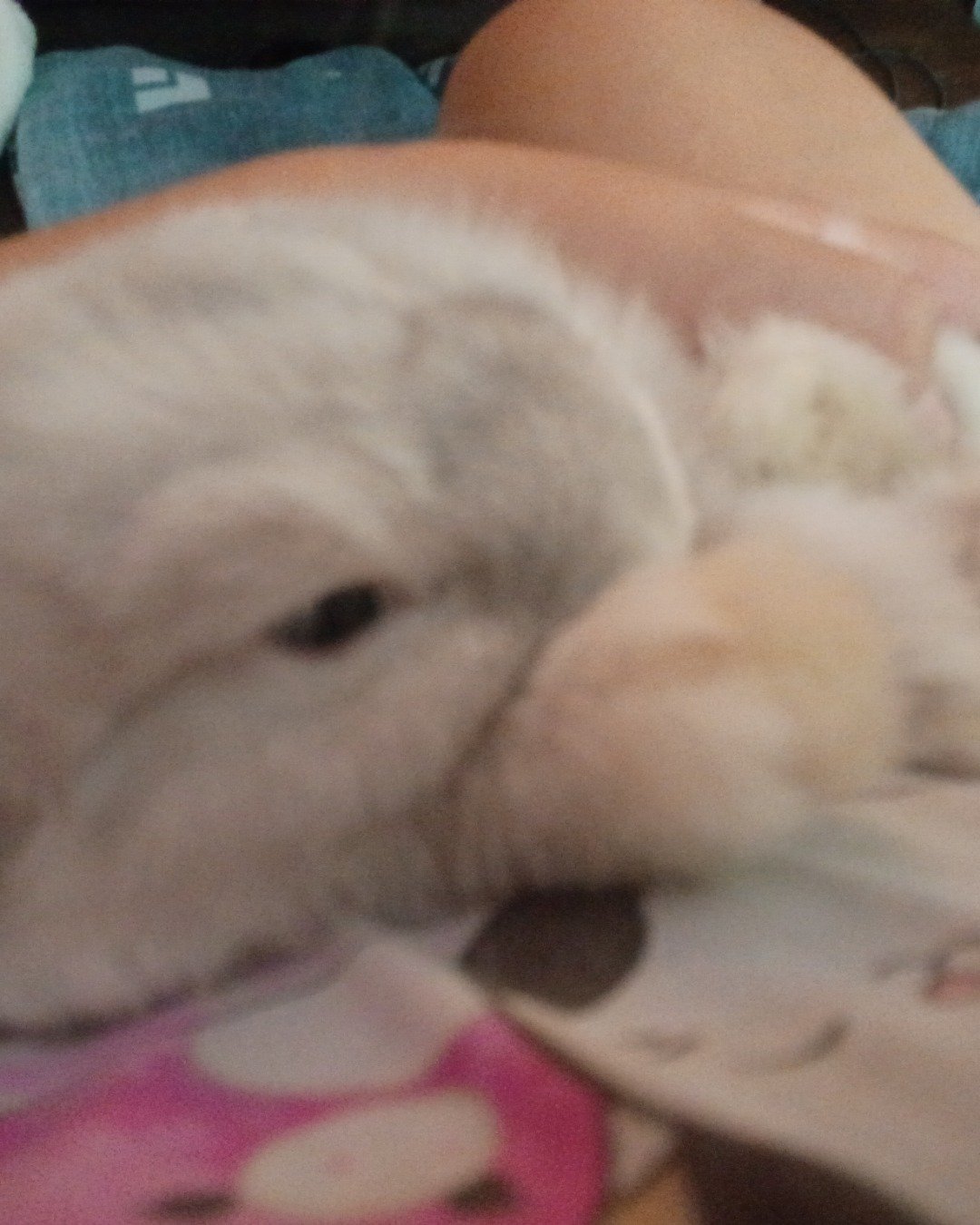 Snowball the Bunny. Rabbit, Dog