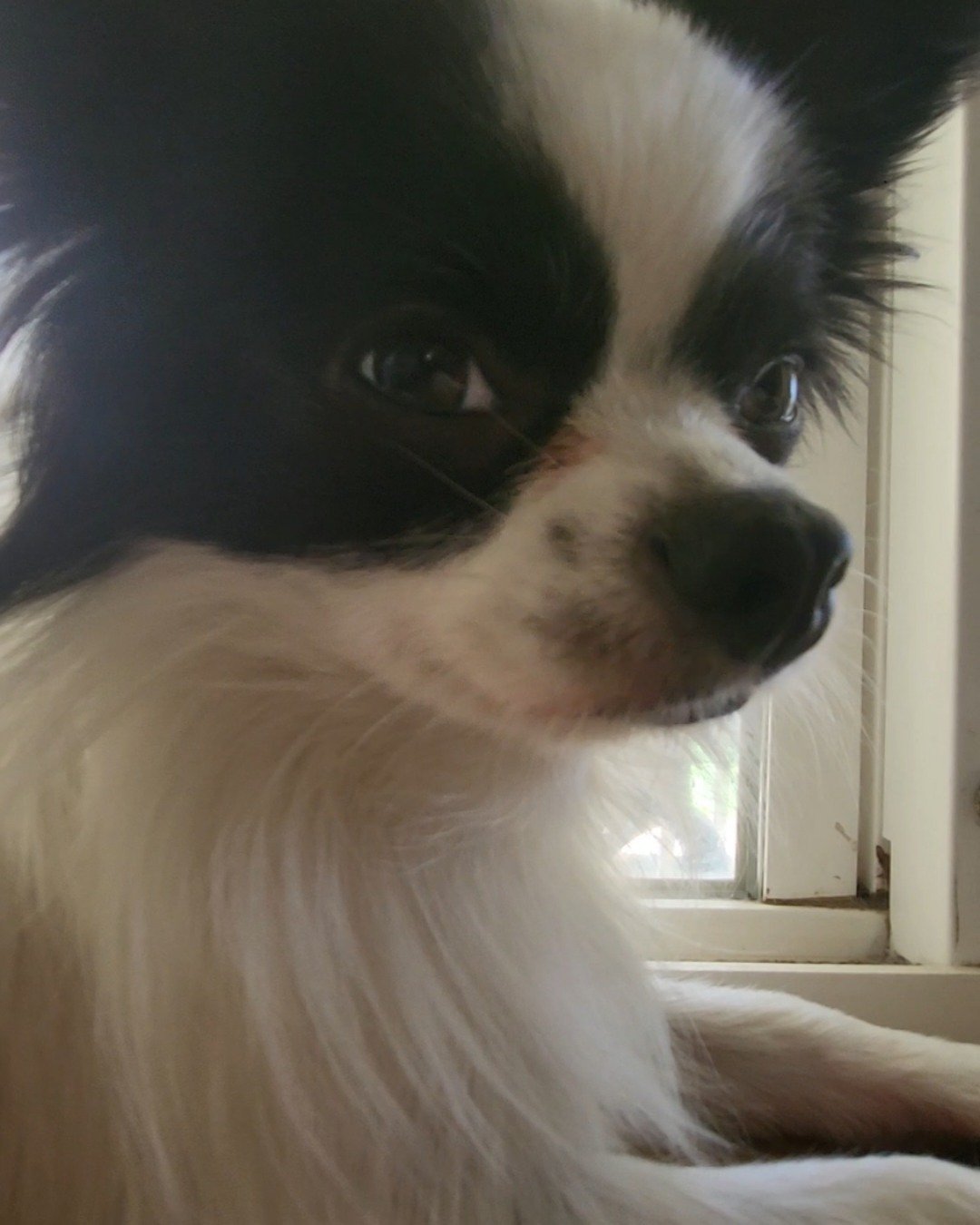 Danny the Long haired Chihuahua. Dog, Puppy, Cocker Spaniel, Papillon