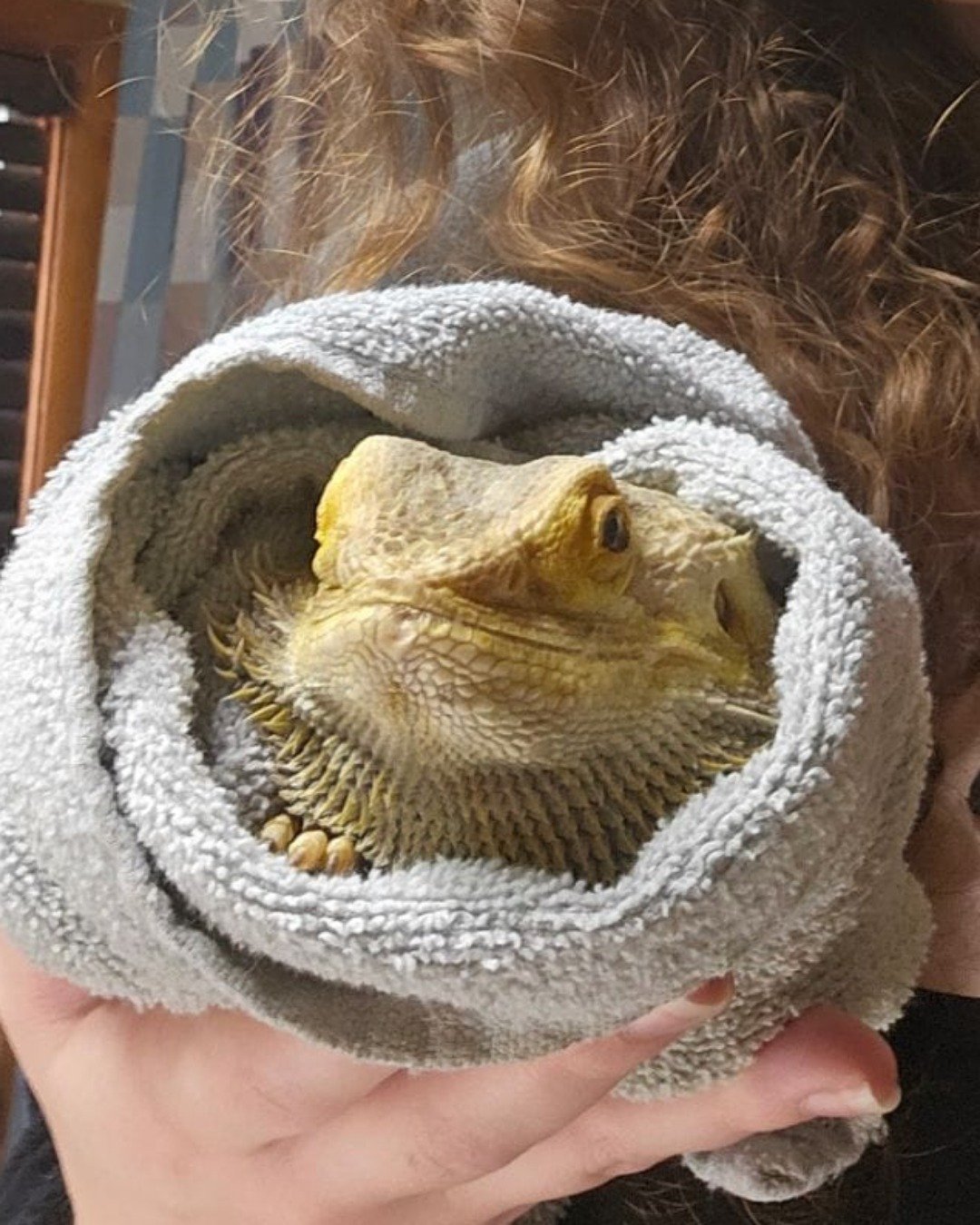 Leo the Bearded Dragon (Standard Morph). Iguana, Lizard, Reptile, Beak, Bird, Person