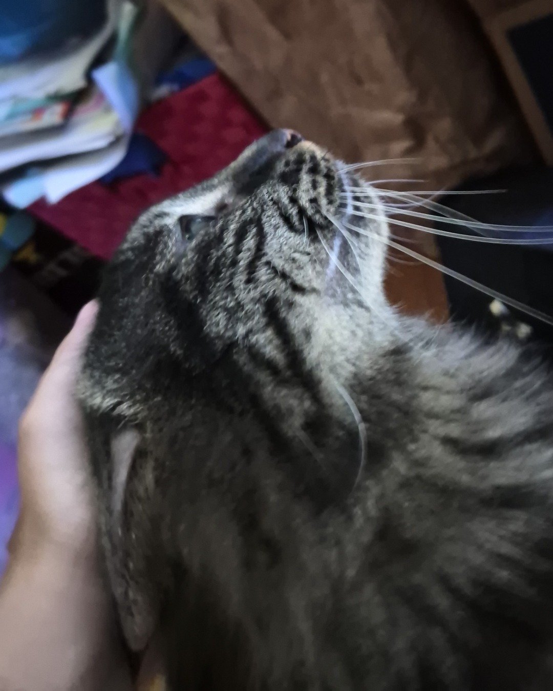 Morgan. Cat, Kitten
