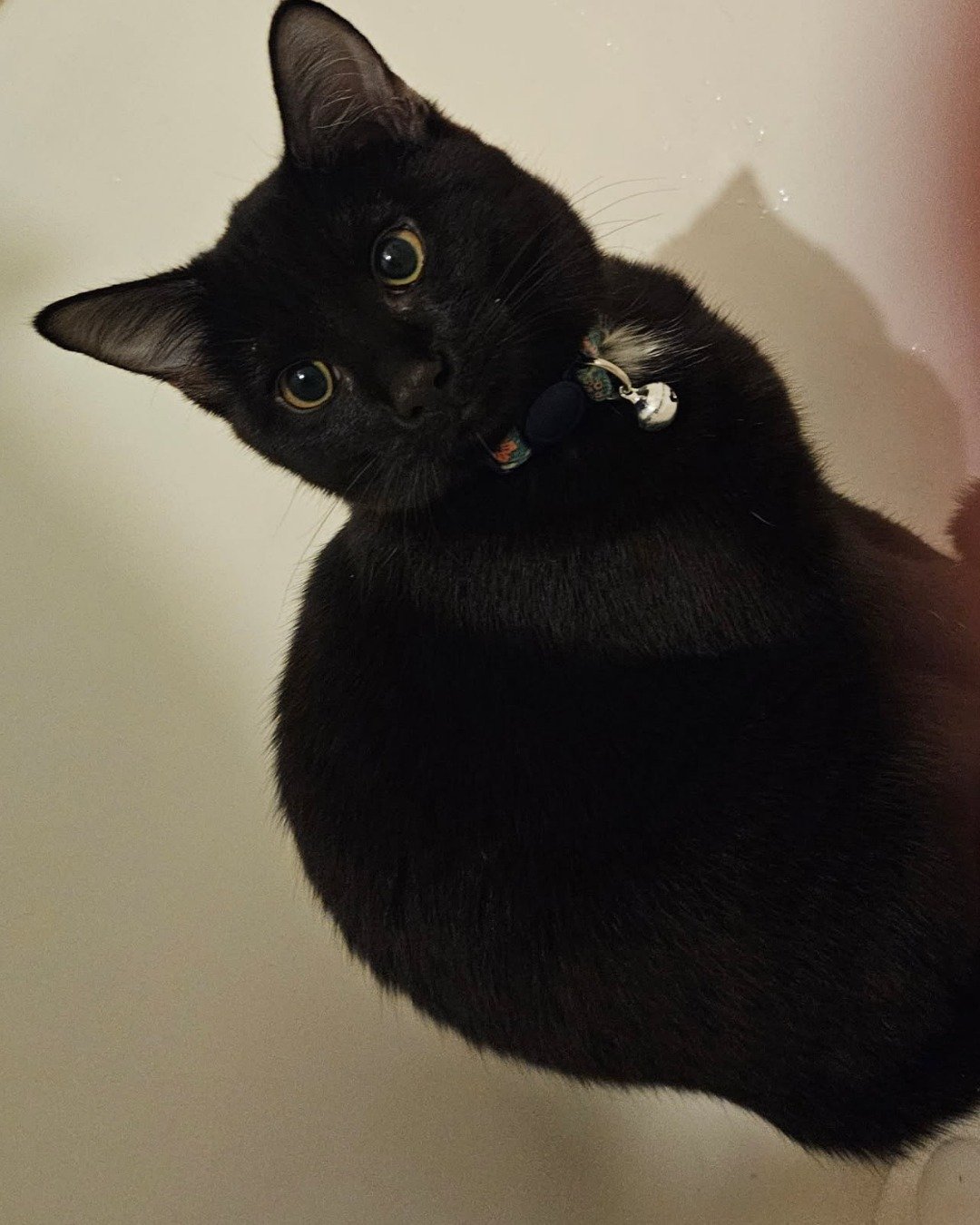 oreo the black cat🐈‍⬛. Cat, Black Cat