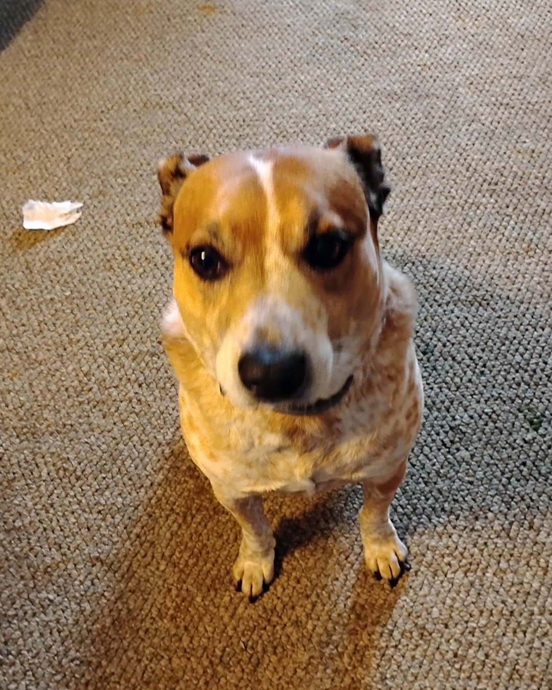 Turbo the Red heeler. Dog, Puppy, Hound, Accessories, Strap