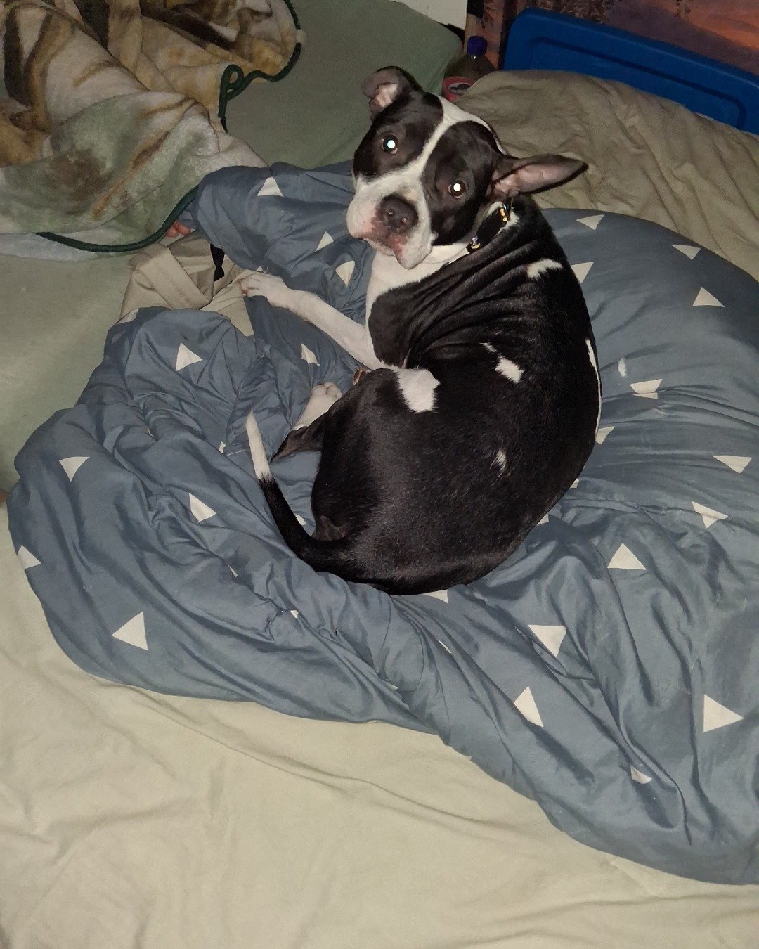 Luna the Bull Terrier. Blanket, Dog, Bulldog