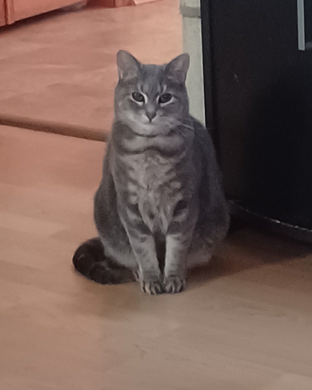 dutchess the short haired cat. Floor, Flooring, Hardwood, Wood, Cat, Manx