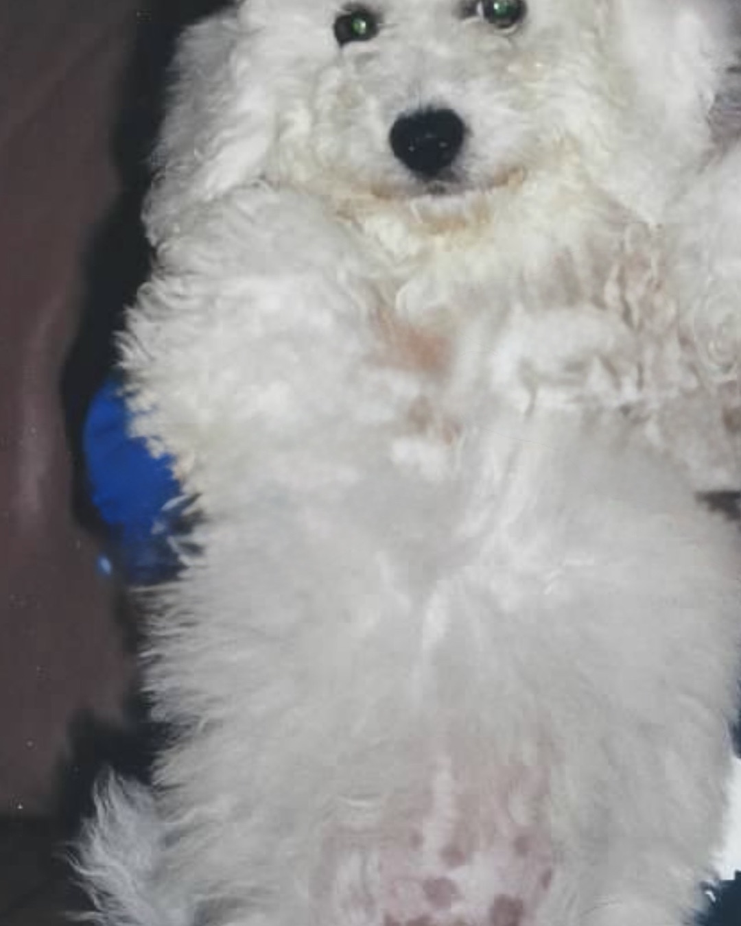 Myles the Bichon Frise — Dog, White Dog, Poodle, Eskimo Dog