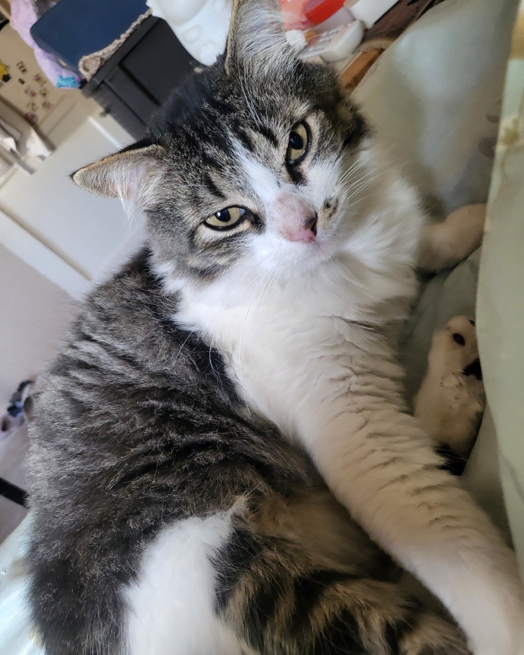 Farley Fart the tabby. Cat, Kitten, Manx