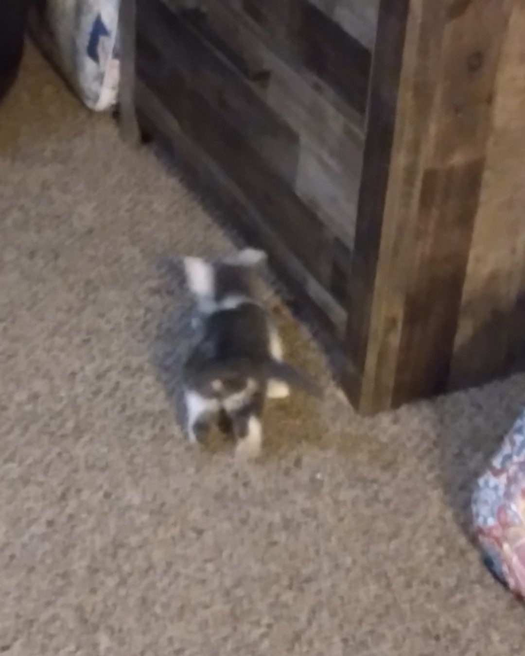 Cloudfur the American Shorthair. Dog