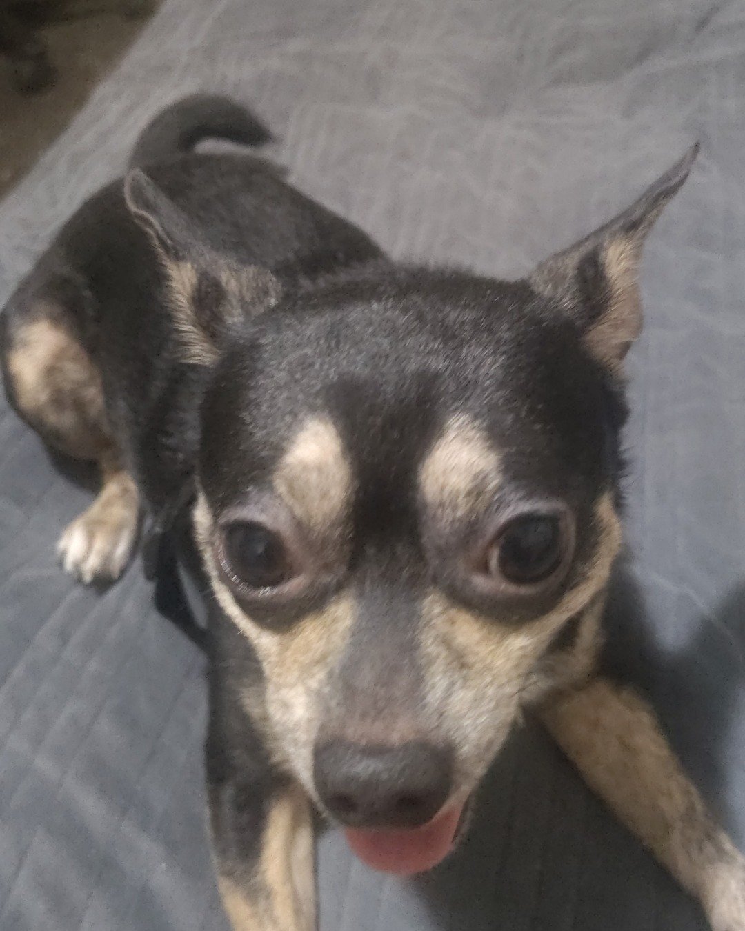 kylo the Miniature Pinscher mix. Chihuahua, Dog, Puppy