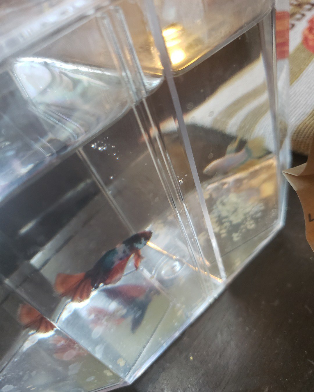 Buddy and Keres the betta fish. Aquarium, Fish, Sea Life, Water, Aquatic