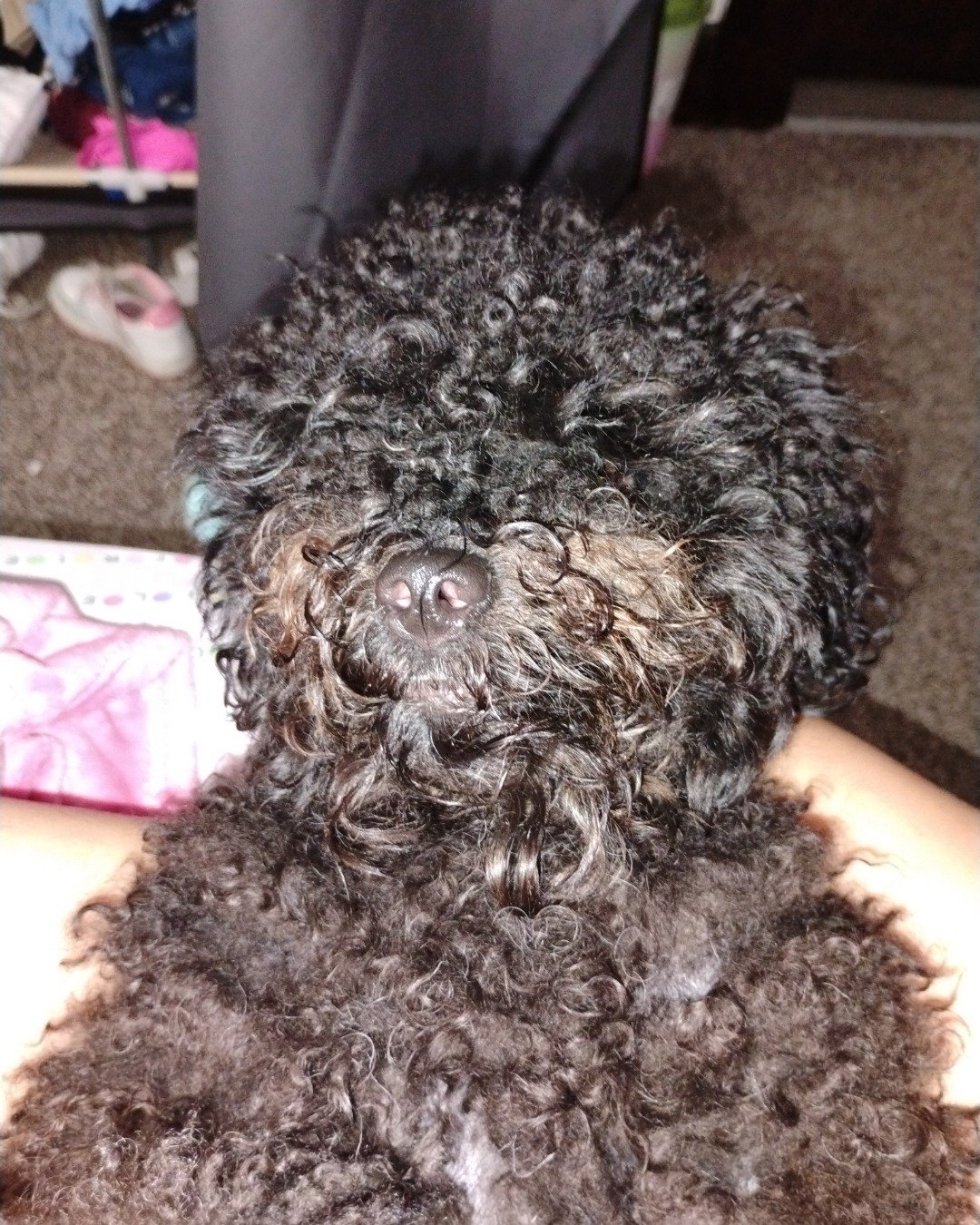 Brownie the black poodle. Dog, Clothing, Footwear, Shoe, Puppy