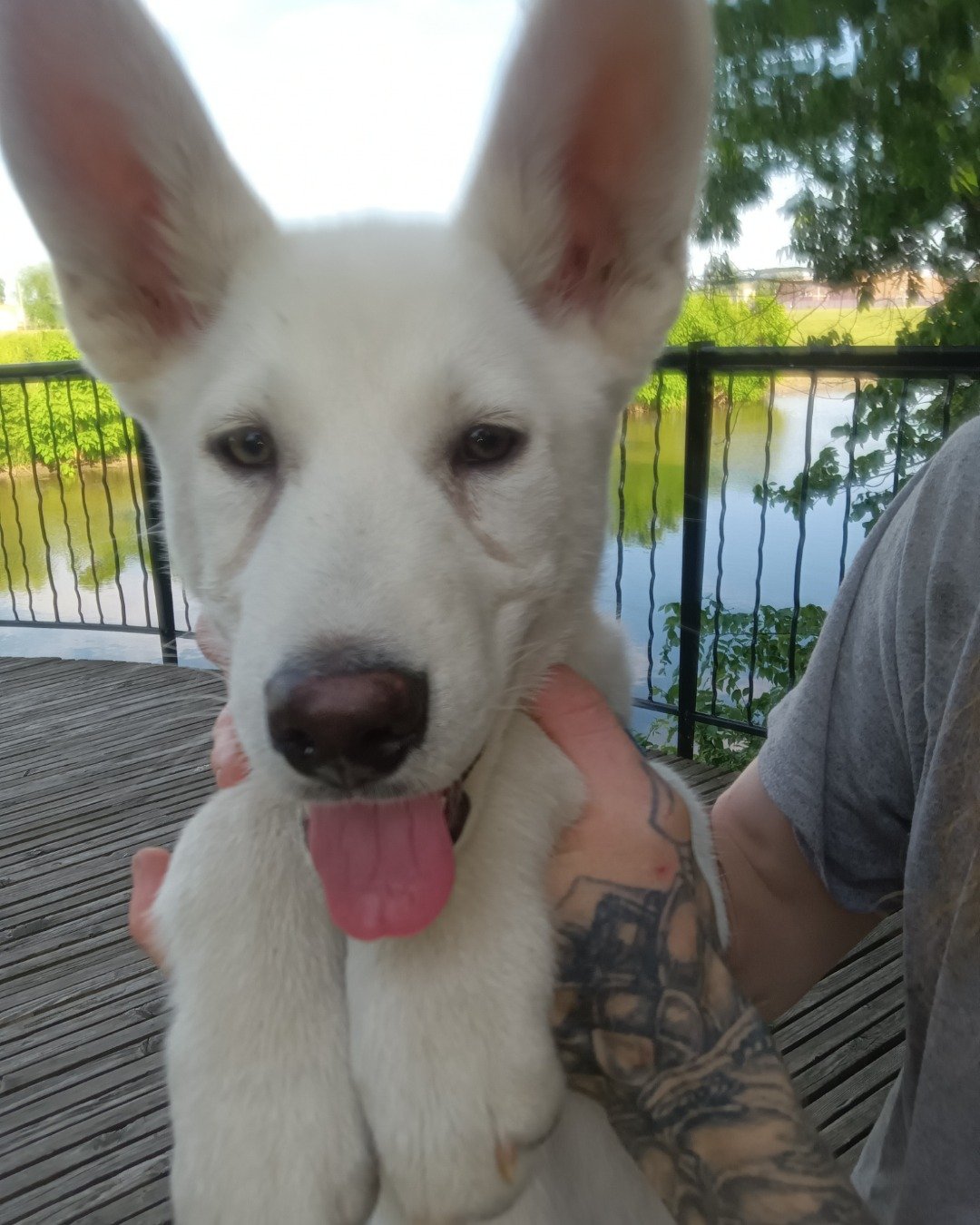 Elton John the German Shepard and Siberian Husky mix. Dog, Puppy, Husky, White Dog, Person, Skin
