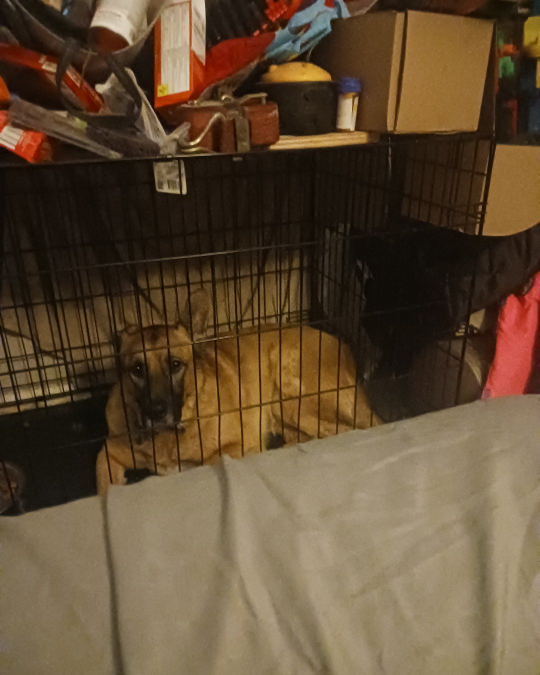 Thor da goober the Bull massif German shepherd mix. Box, Den, Indoors, Dog, German Shepherd