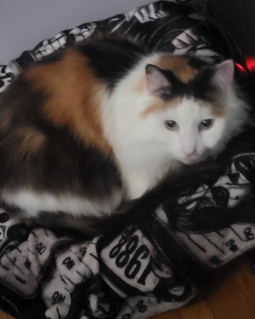daisy. Blanket, Cat, Kitten, Cushion, Home Decor