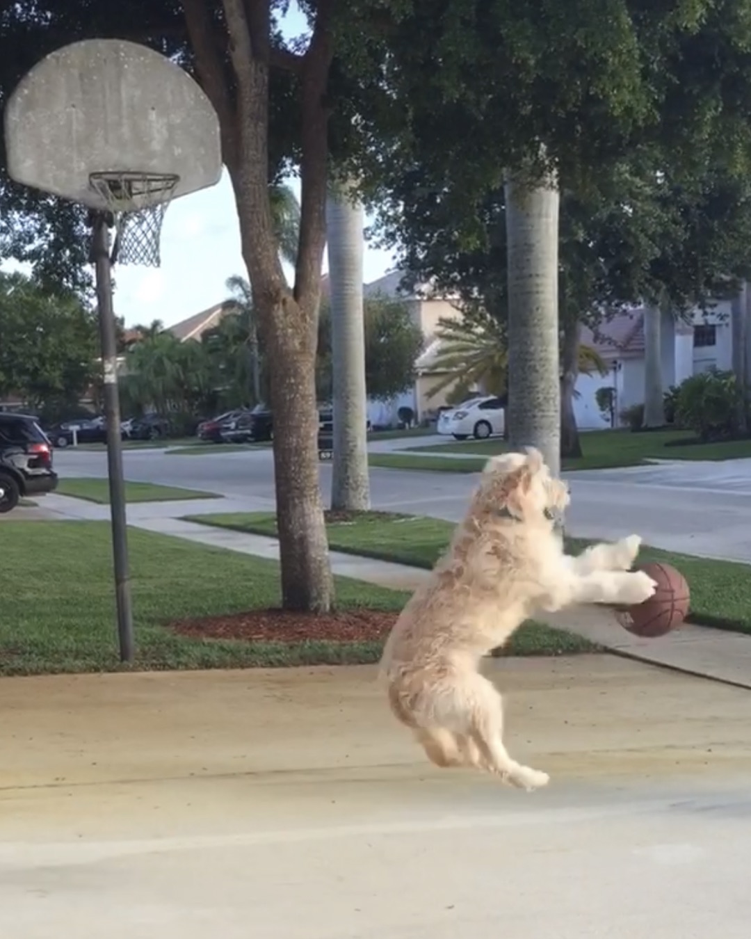 Bria the Goldendoodle