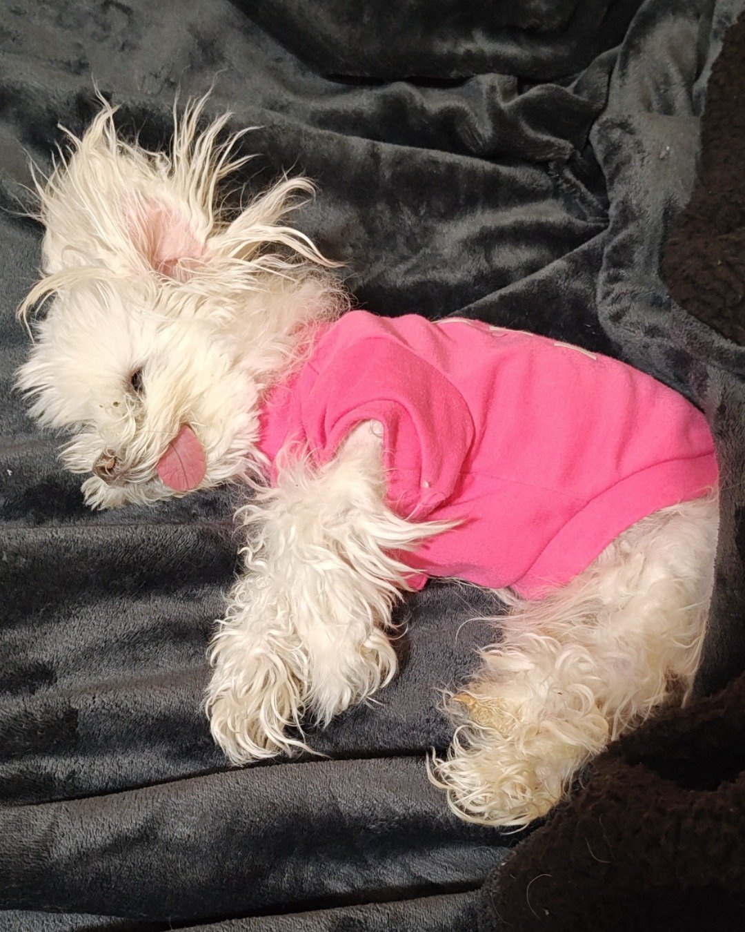 Liberty the Maltese Yorkie mix. Dog, Puppy, White Dog, Couch, Furniture