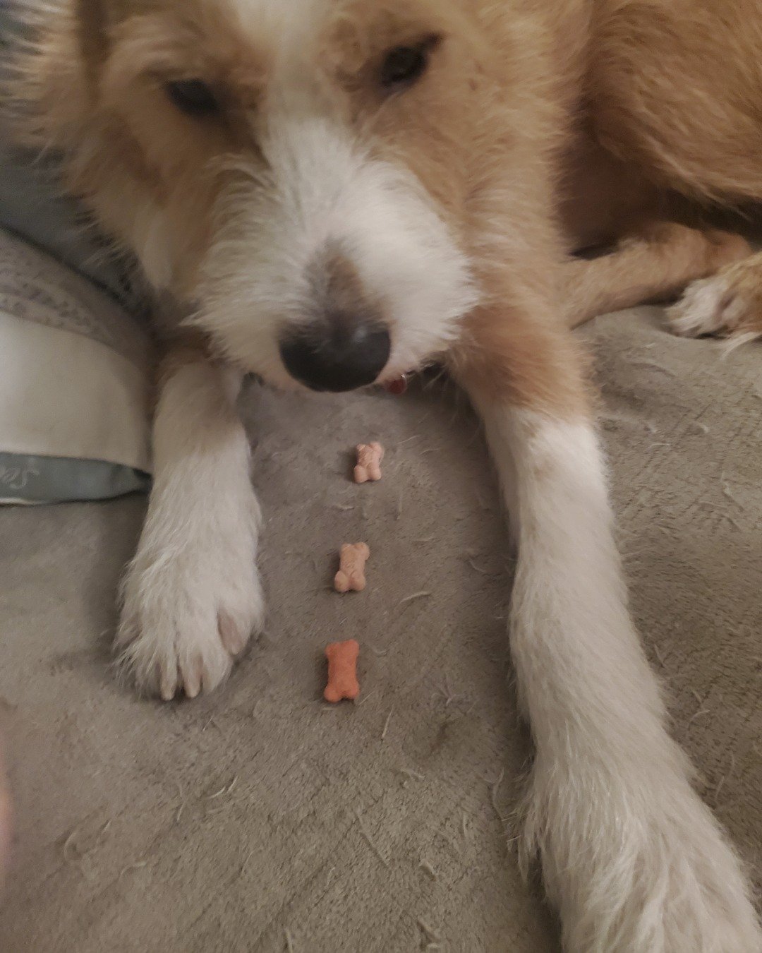 Dexter the Mixed Breed. Dog, Puppy, Text