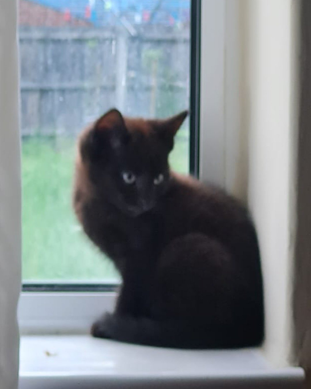 Ventress. Cat, Window, Windowsill