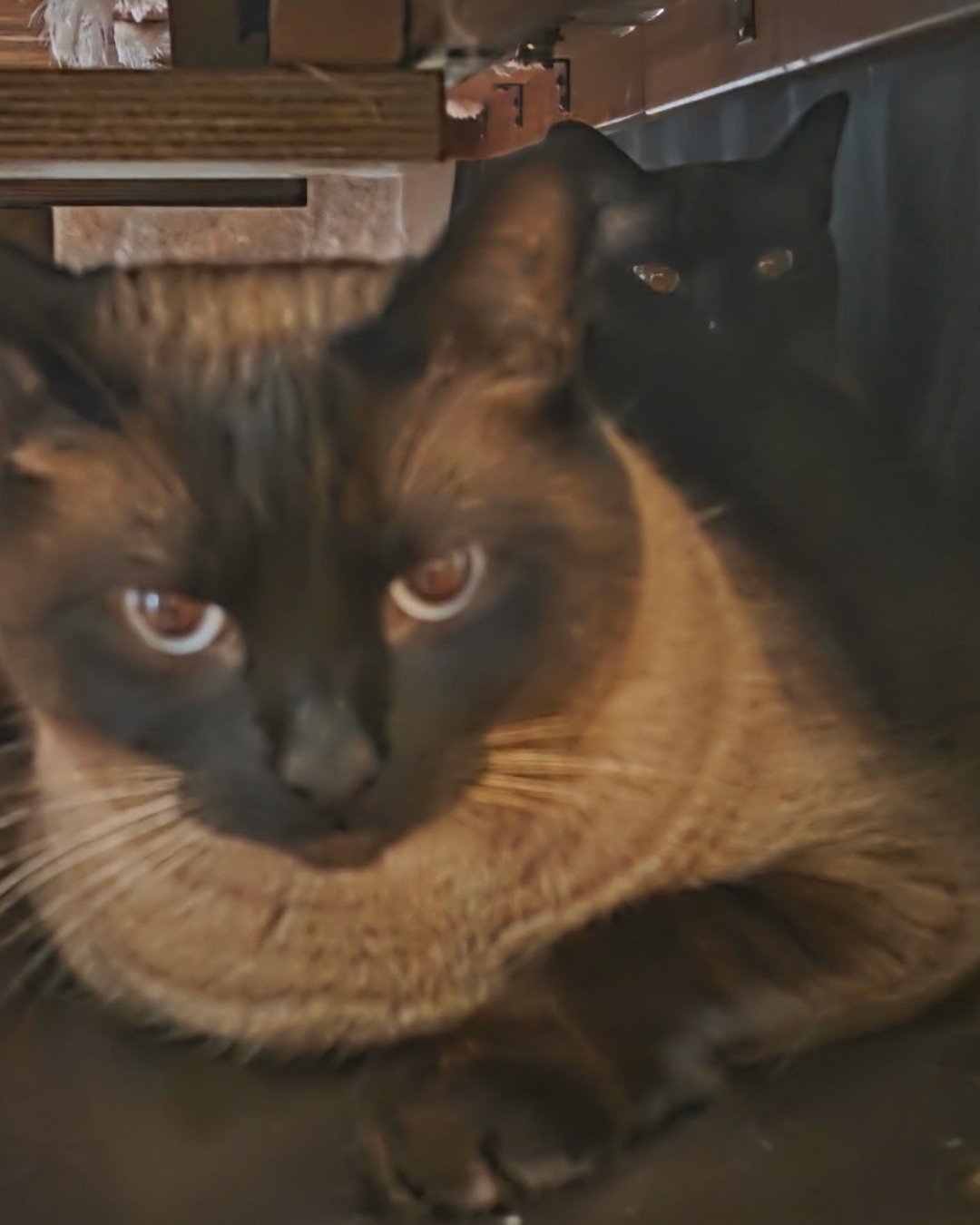 Twin love ❤ (Stella and Luna) the Siamese. Cat, Siamese