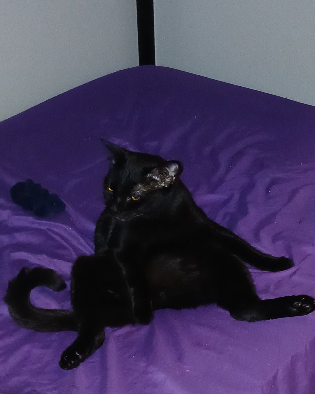 Spookly the Ghost Tabby. Cat, Black Cat, Furniture, Purple, Bed