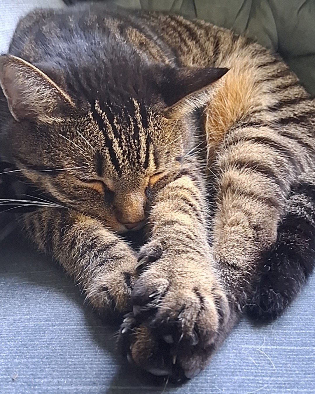 brimstone. Electronics, Hardware, Person, Sleeping, Cat, Couch