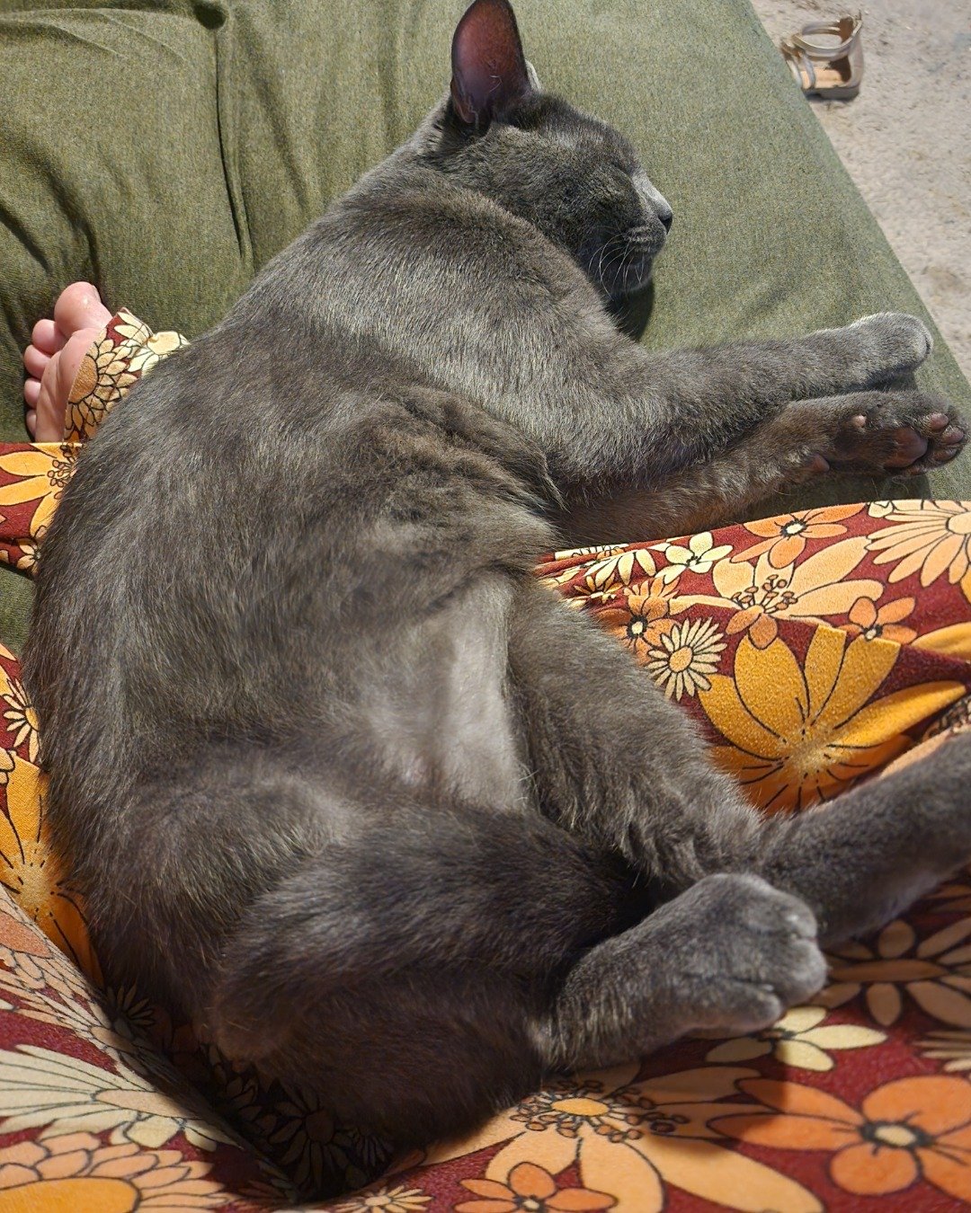 Happy. Couch, Furniture, Cushion, Home Decor, Cat, Person