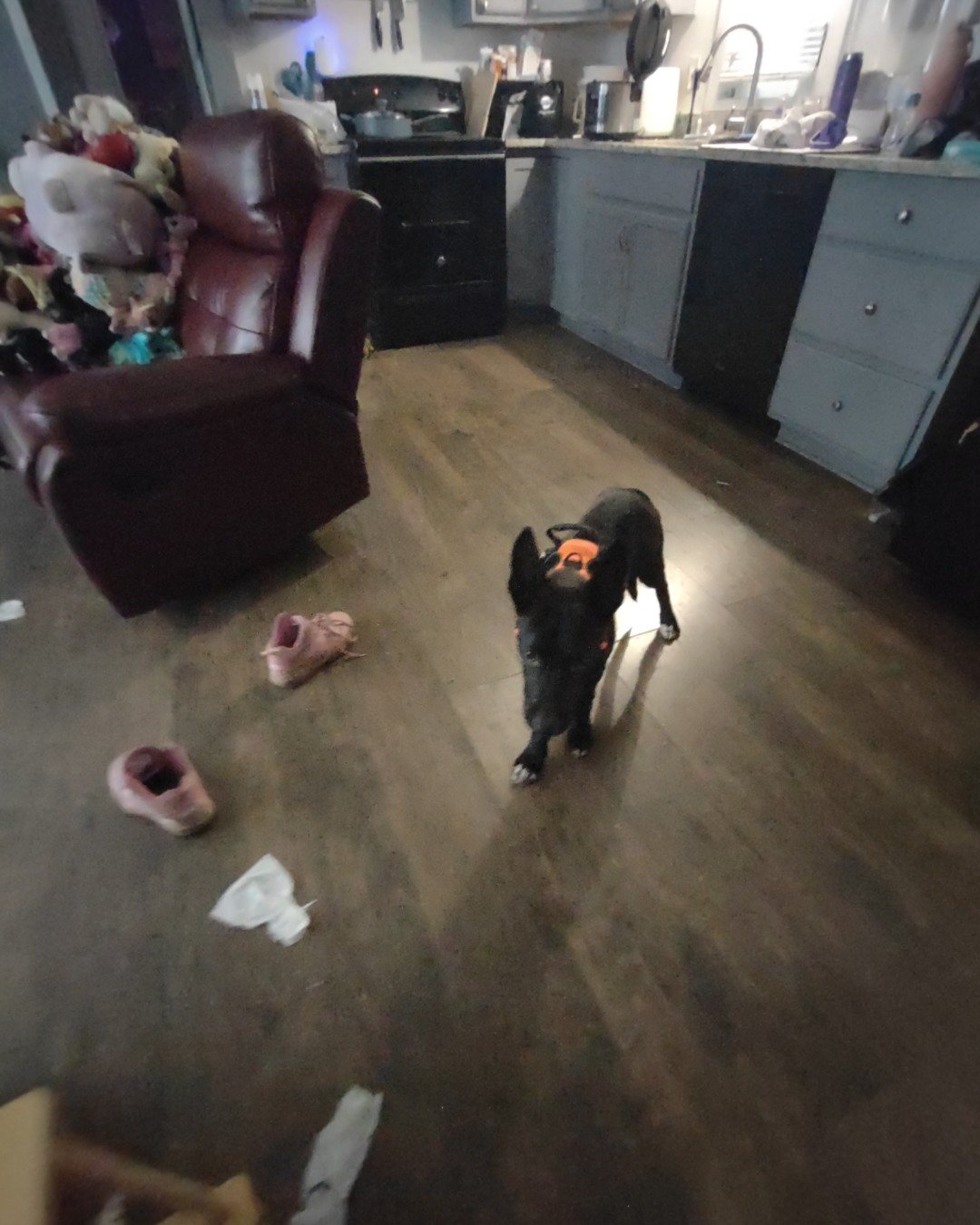 Onyx the German Shepard Boarder Collie Mix. Floor, Flooring, Architecture, Building, Furniture, Indoors