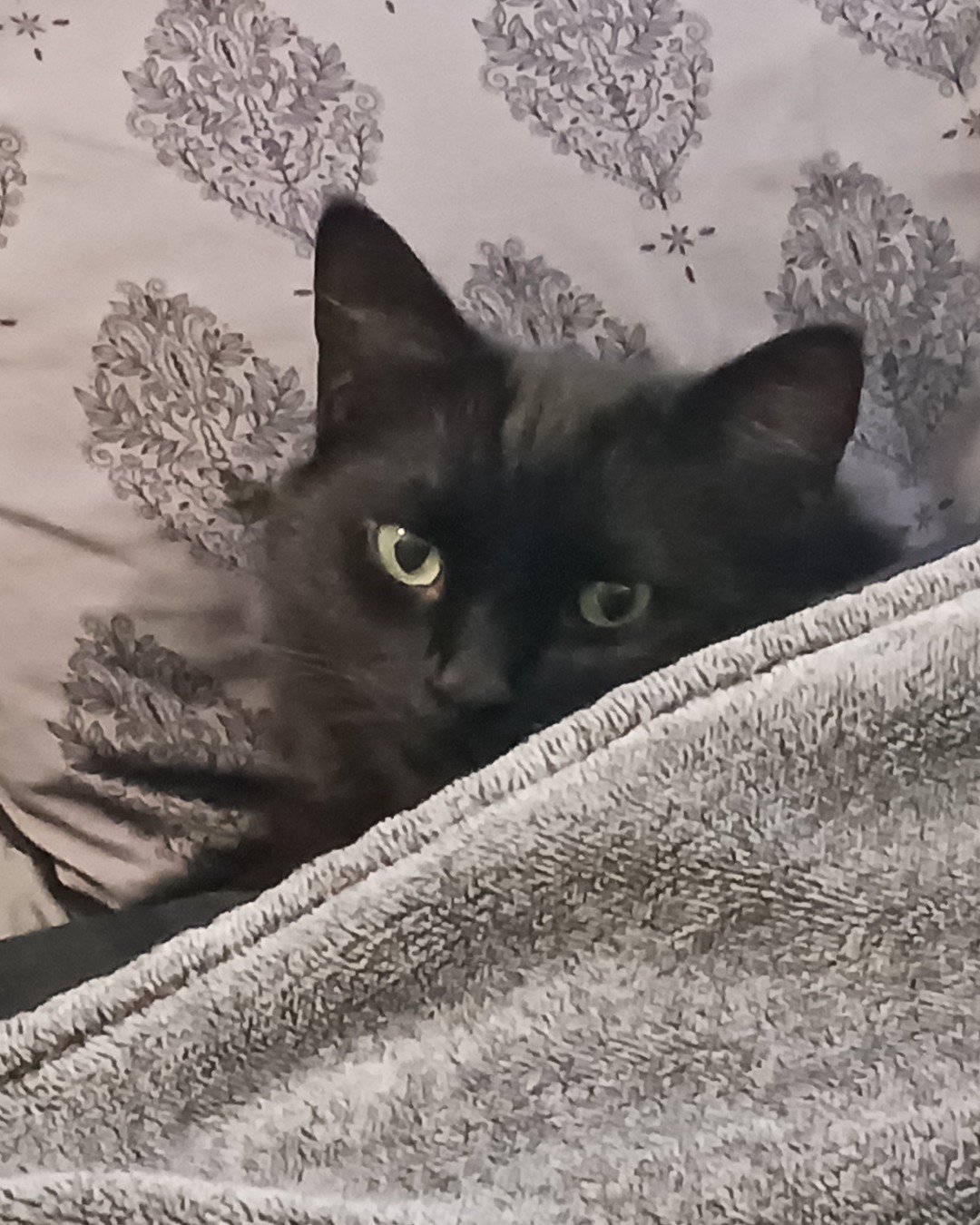 Sylvester the Unsure. Blanket, Cat