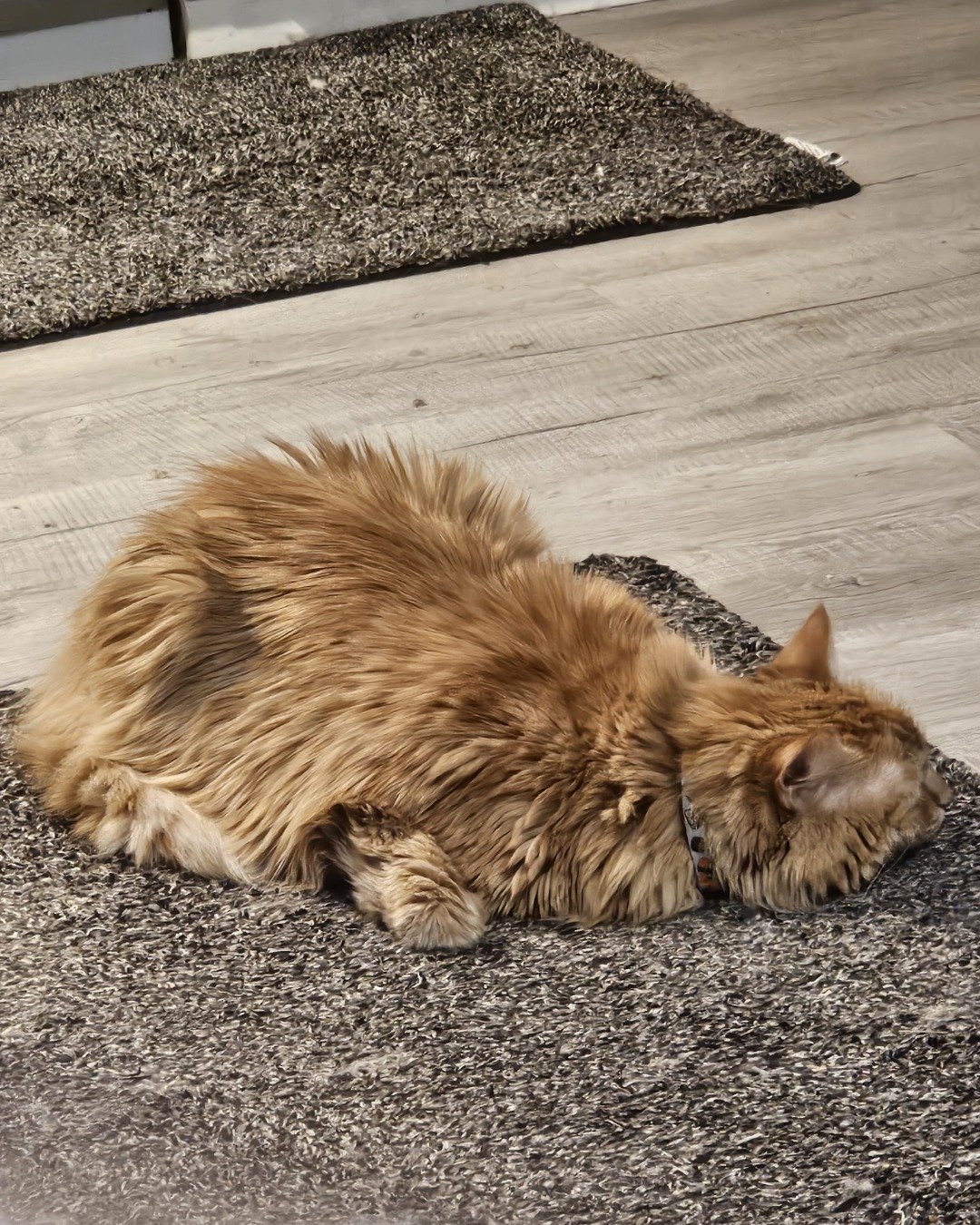 Smudge ( Orange ) And Marshmallow ( White ). Home Decor, Floor, Rug, Flooring, Indoors, Interior Design