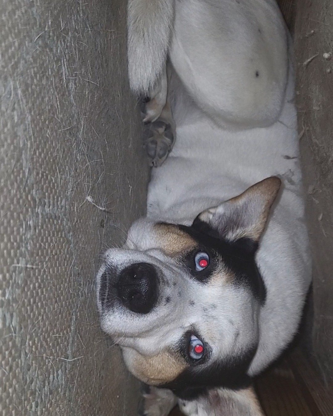Billy the 1/4 Chihuahua 3/4 Queensland healer. Dog, Puppy, Husky, Hound