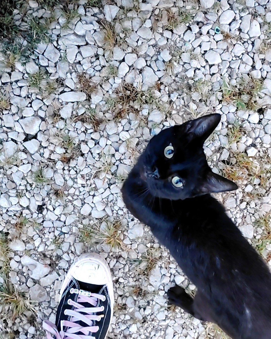 bubba the black cat. Clothing, Footwear, Shoe, Rock, Soil, Road
