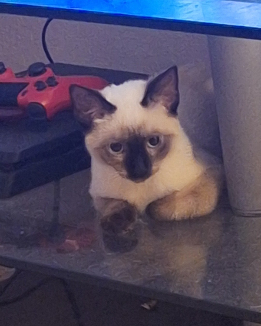 Nova the simese. Cat, Siamese, Machine, Wheel