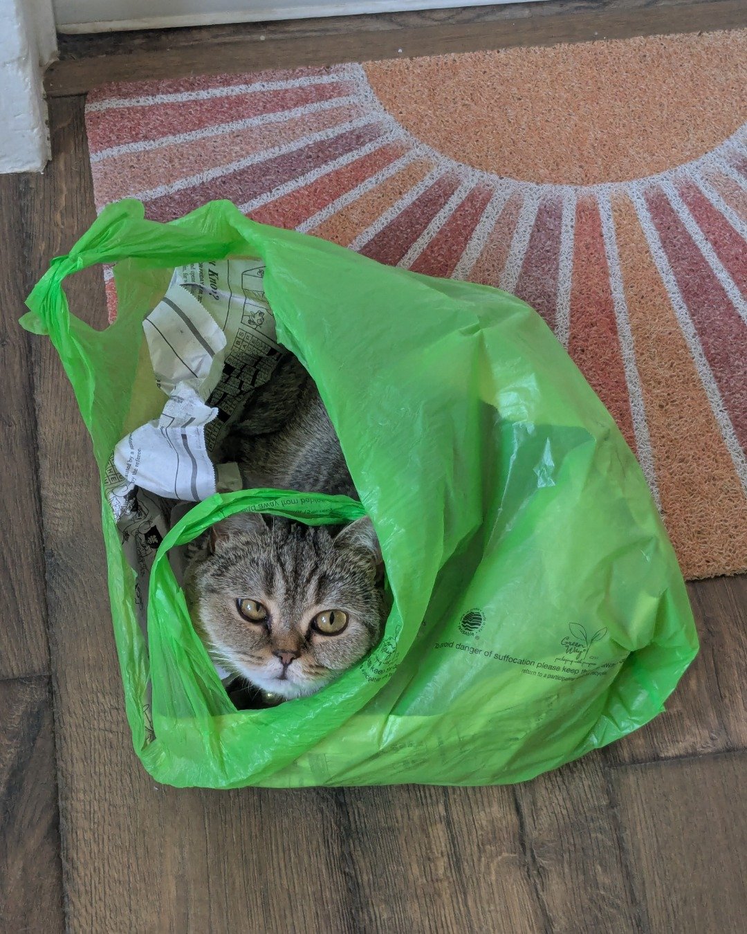 Peaches the British Shorthair. Bag, Plastic, Cat, Plastic Bag, Accessories, Handbag