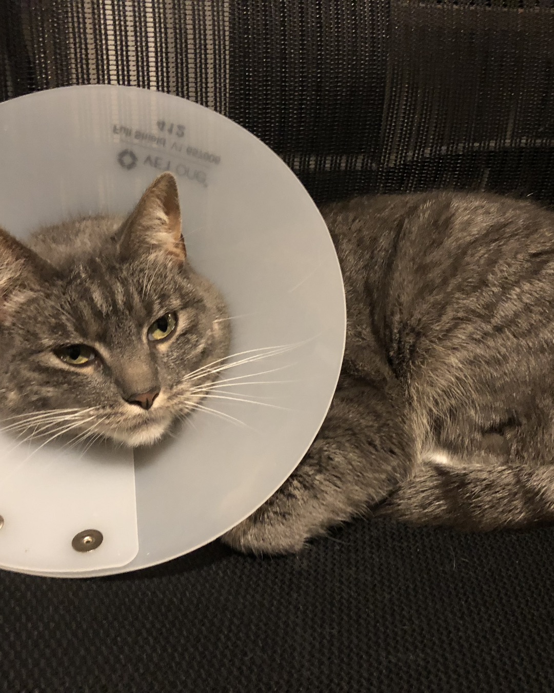 Betty the American Tabby — Food, Meal, Dish, Cat, Art, Porcelain