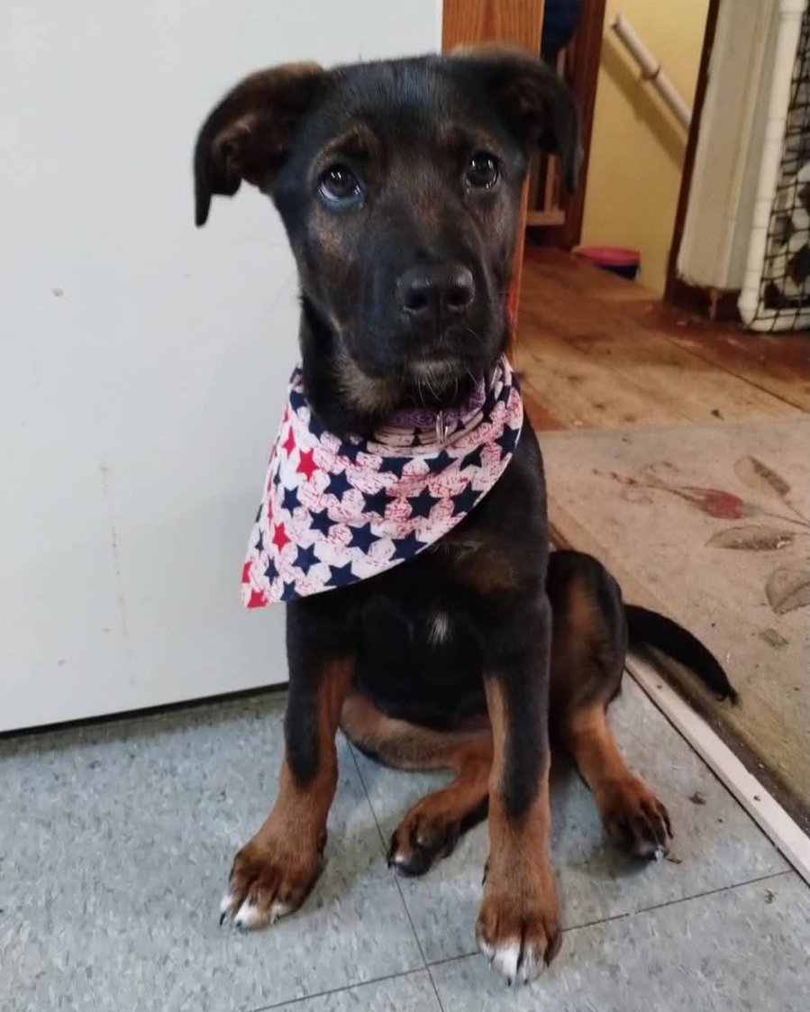Peaches the German Shepherd, Rottweiler (little dachshund too). Dog, Accessories, Puppy