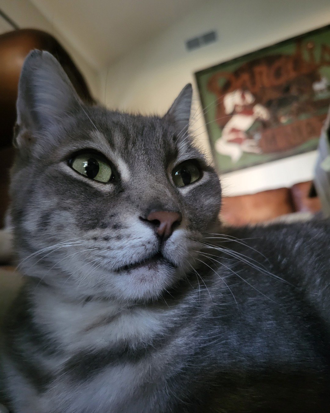Jack the Tabby. Cat, Person, Abyssinian