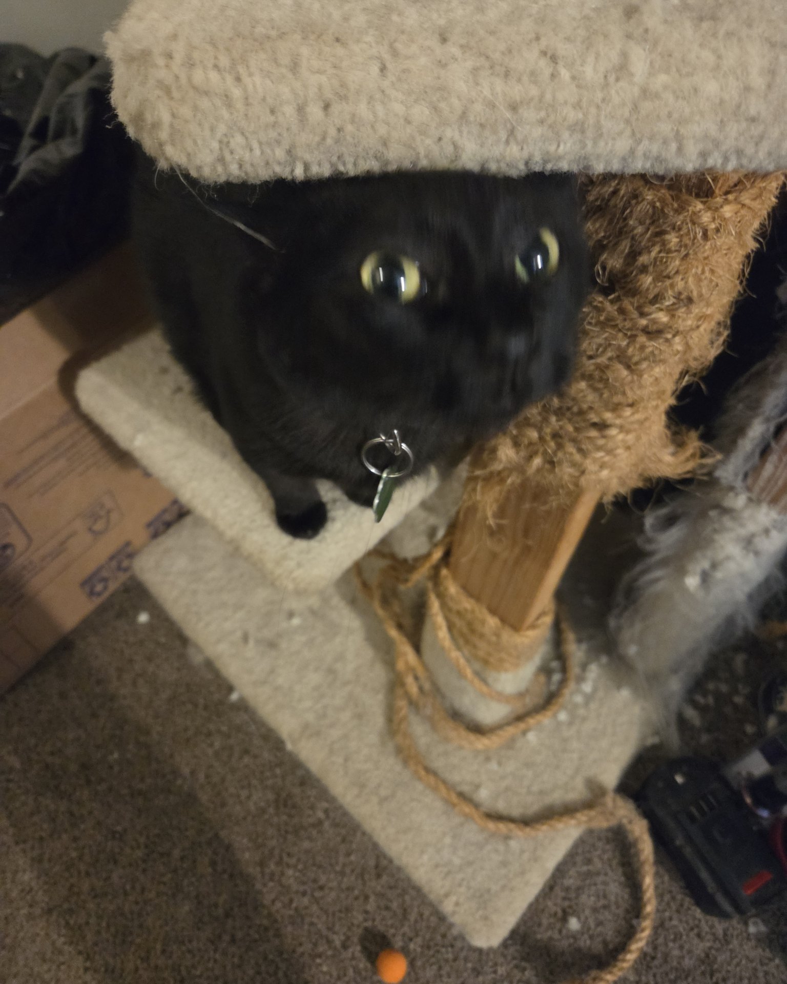 Twix the black cat. Cat, Black Cat