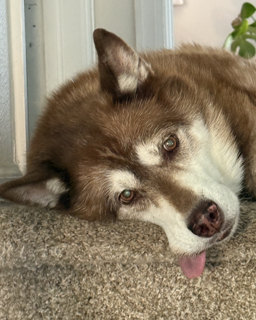 Nala the Siberian Husky — Dog, Husky, Puppy