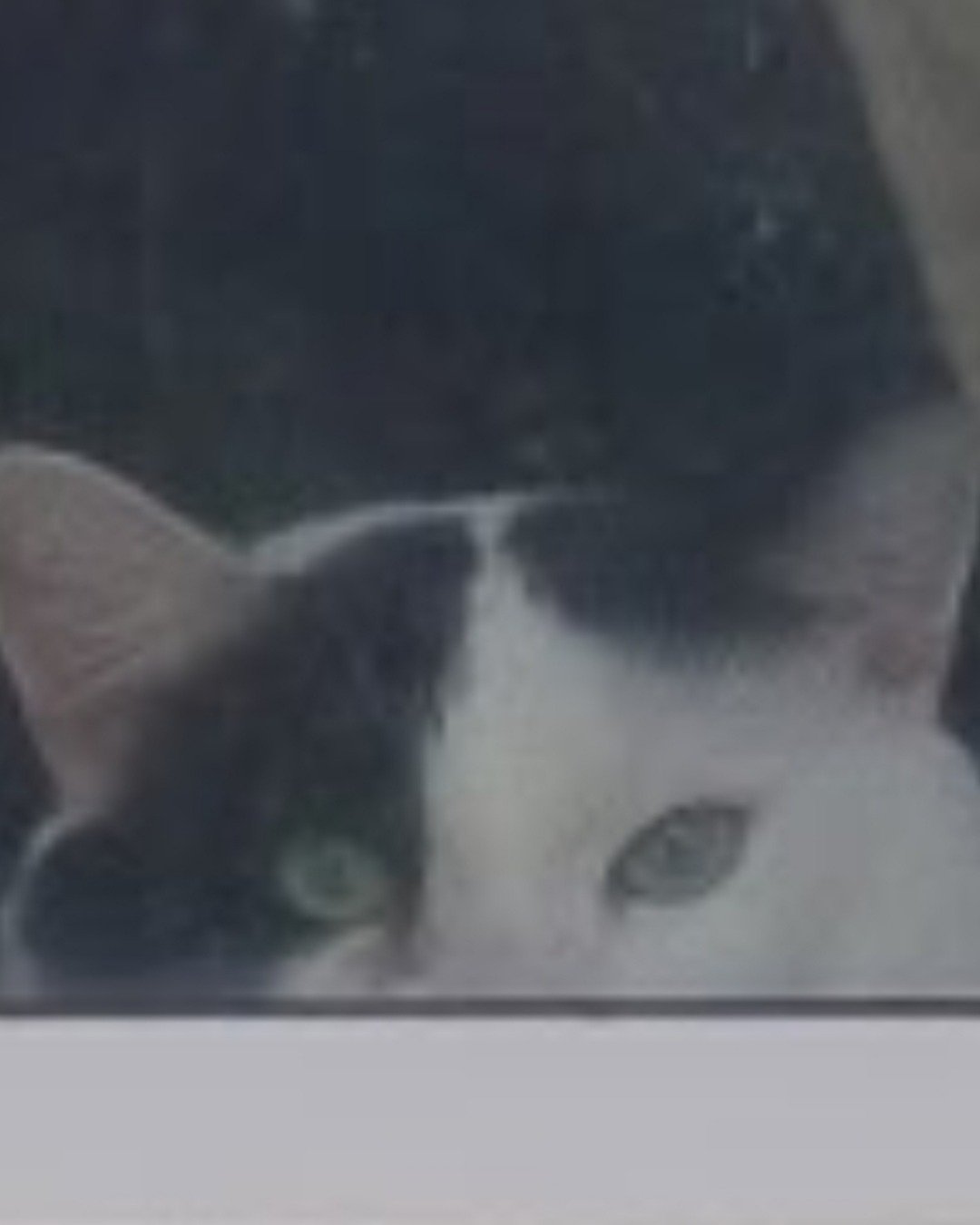 fixet the mix. Cat, Bear