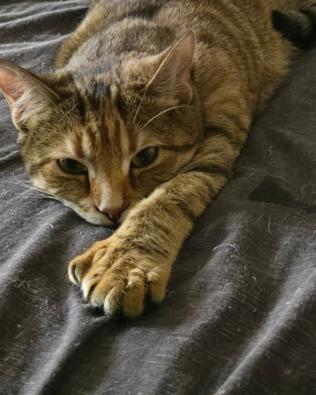 Ainé. Abyssinian, Cat