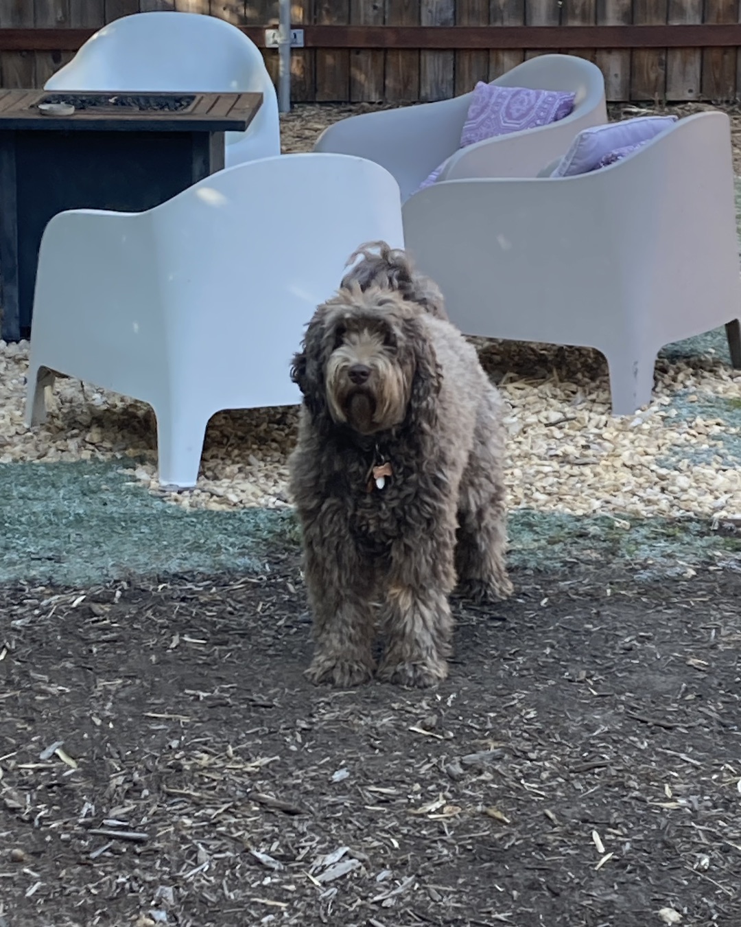 Poppy — Dog, Puppy, Furniture, Grass, Plant, Poodle