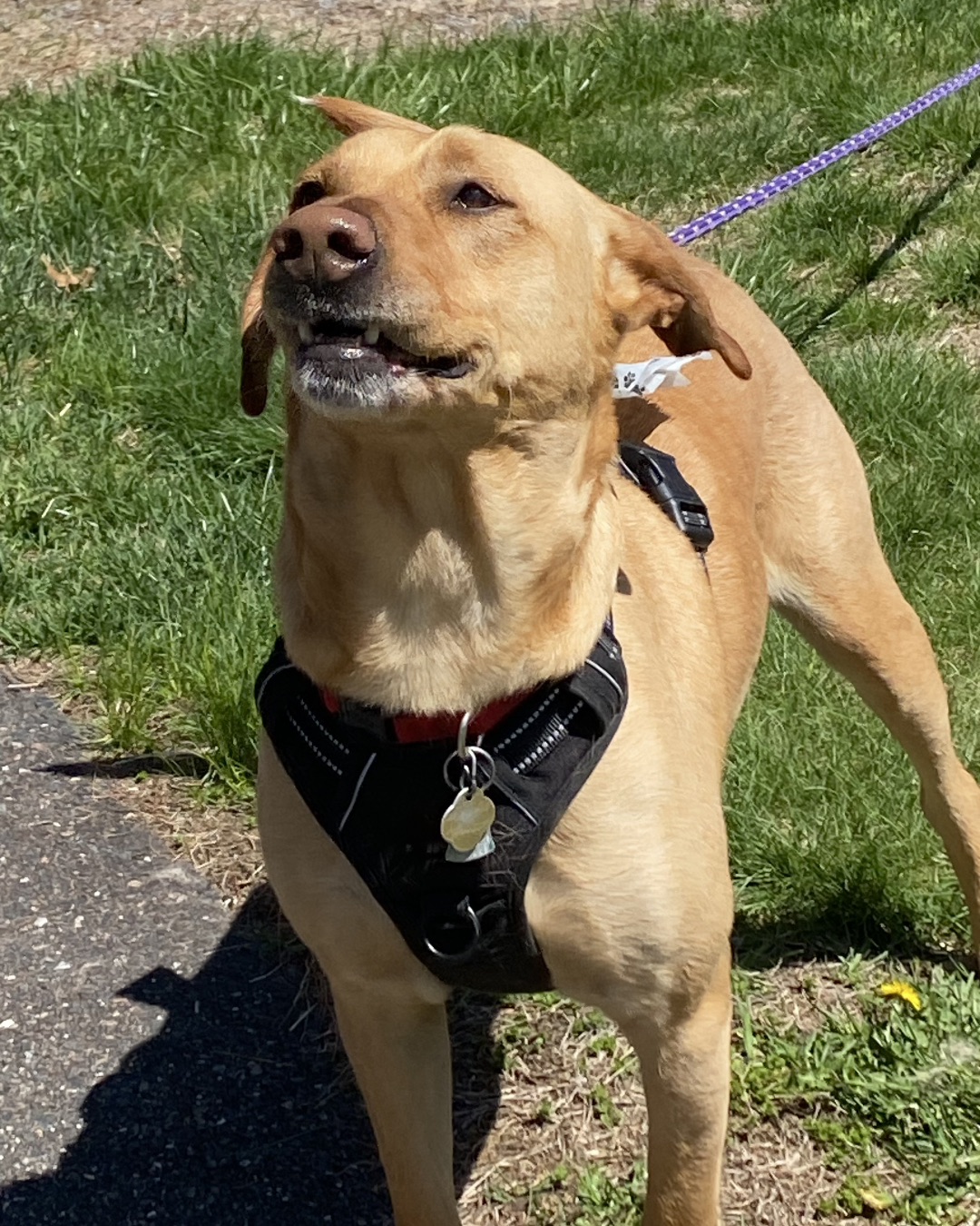 Manny the Mutt. Accessories, Strap, Grass, Plant, Dog, Harness