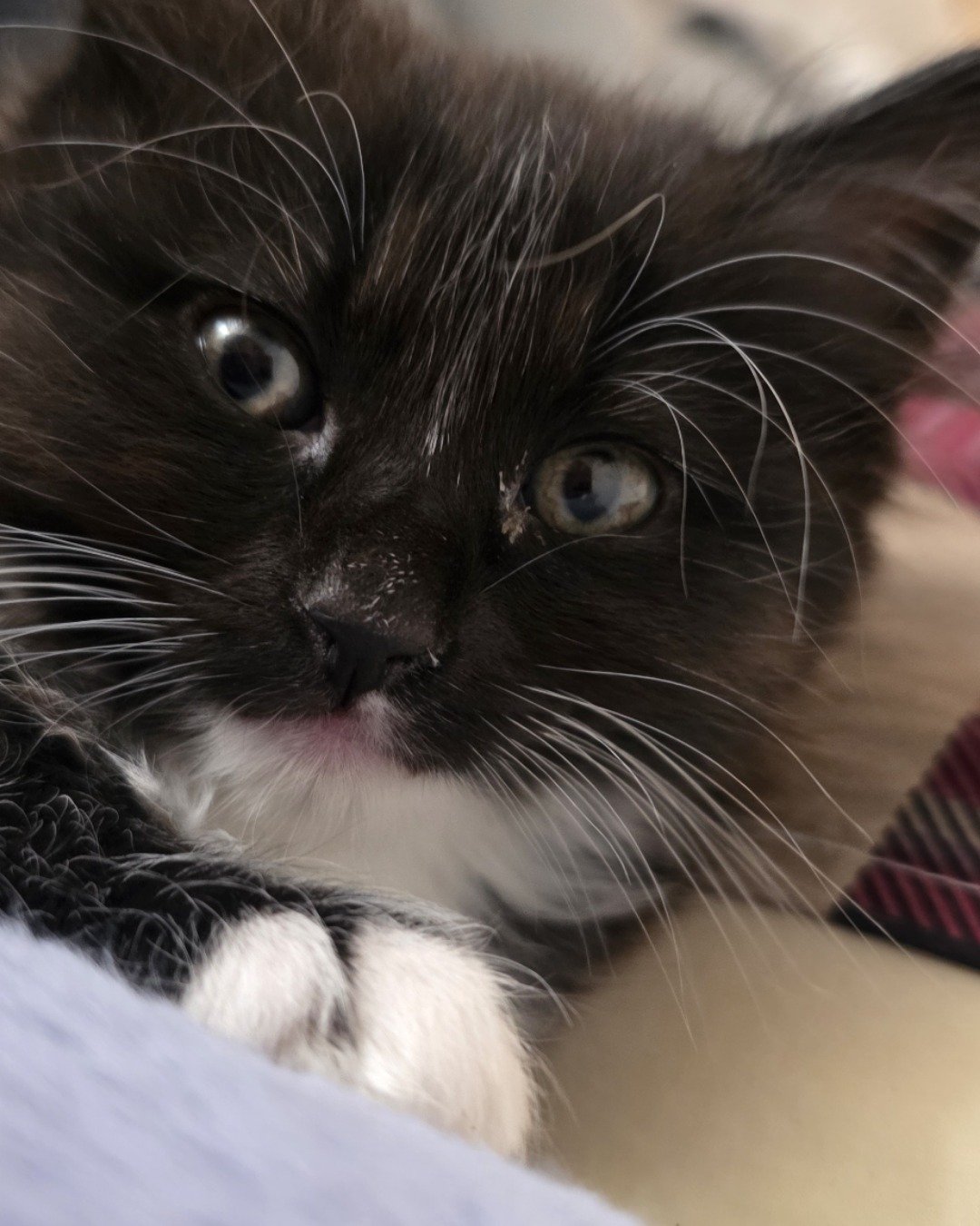 Andy. Cat, Kitten